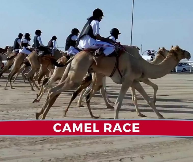 camel race in doha qatar