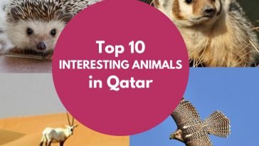 Top 10 interesting Animals in Qatar