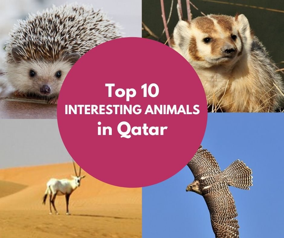 Top 10 interesting Animals in Qatar