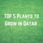 TOP 5 Plants to Grow in Qatar