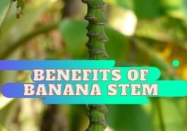 Benefits of banana stem