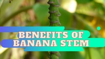 Benefits of banana stem