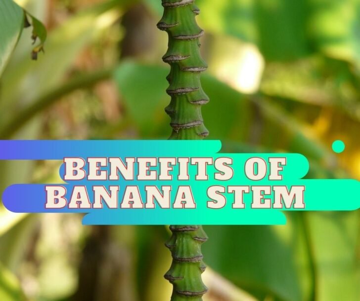 benefits-of-banana-stem