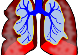 lungs