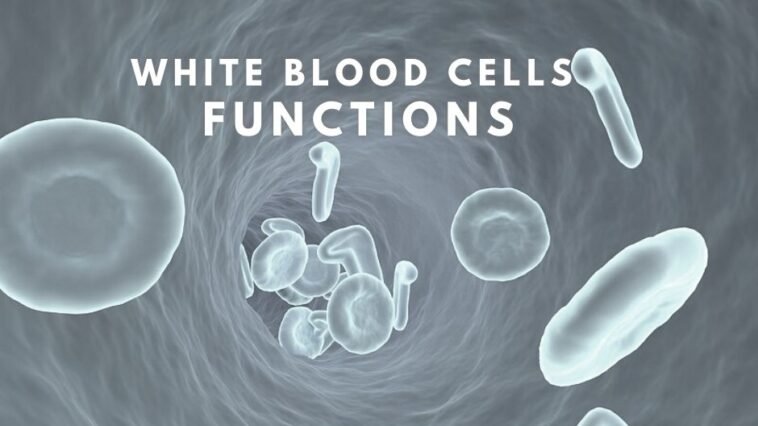 White Blood Cells Functions