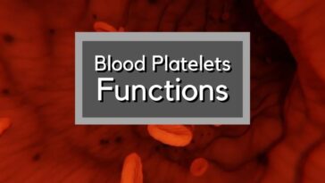 Blood Platelets Functions