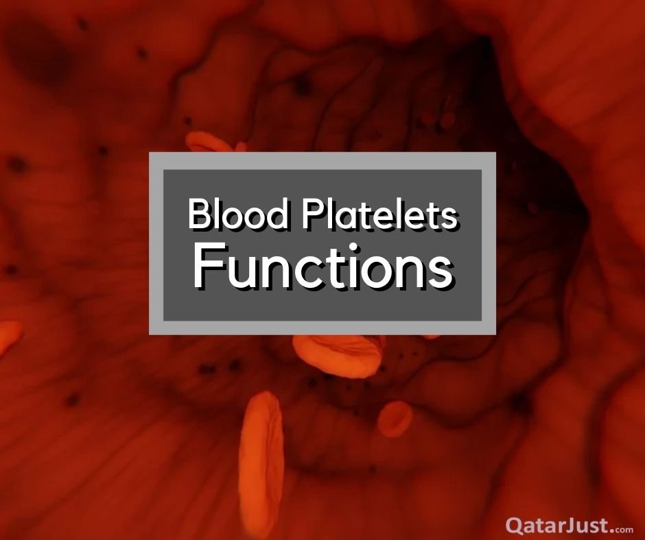 Blood Platelets Functions