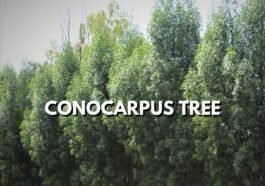 Conocarpus Tree