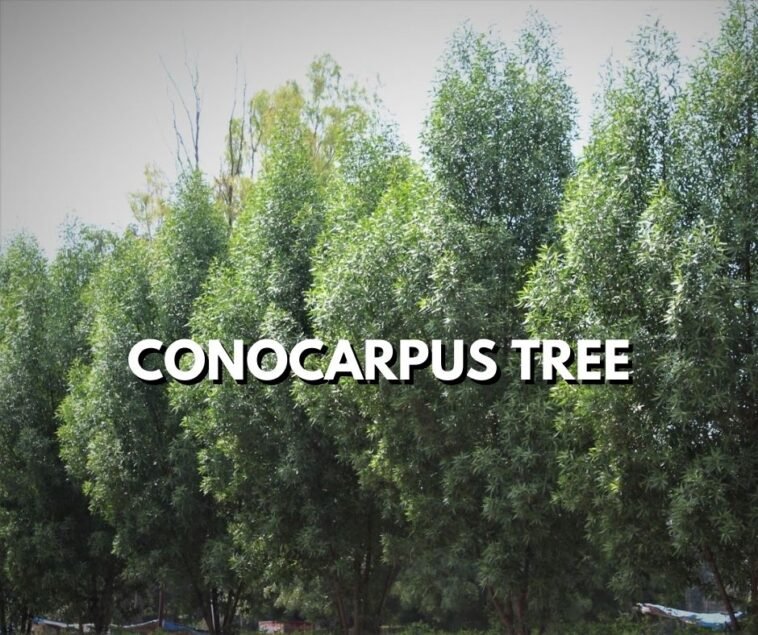 Conocarpus Tree