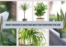 What Indoor Plants are Best for Purifying the Air