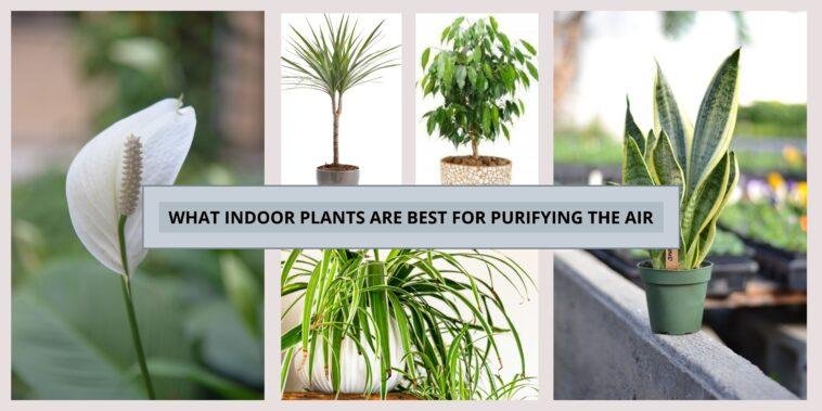 What Indoor Plants are Best for Purifying the Air